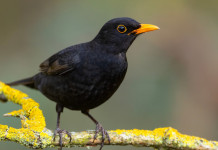 Federcaccia critica su due passaggi della riforma della legge sulla caccia in Lombardia Federcaccia critica su due passaggi della riforma della legge sulla caccia in Lombardia: merlo (Turdus merula)