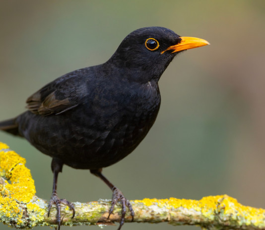 Federcaccia critica su due passaggi della riforma della legge sulla caccia in Lombardia Federcaccia critica su due passaggi della riforma della legge sulla caccia in Lombardia: merlo (Turdus merula)