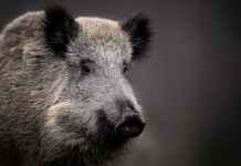 La peste suina africana in Toscana La peste suina africana in Toscana: cinghiale in primo piano