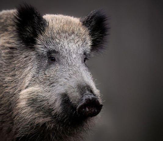 La peste suina africana in Toscana La peste suina africana in Toscana: cinghiale in primo piano