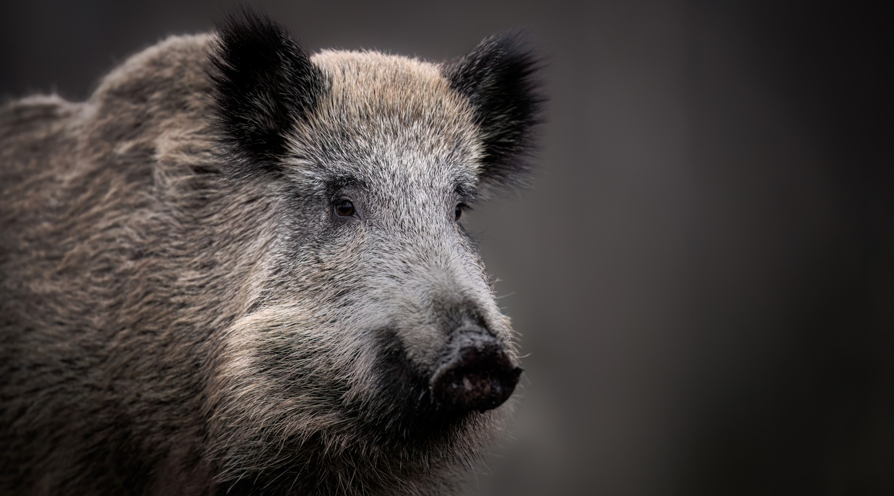 La peste suina africana in Toscana La peste suina africana in Toscana: cinghiale in primo piano