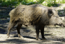 Le anticipazioni della Federcaccia sul calendario venatorio della Toscana Le anticipazioni della Federcaccia sul calendario venatorio della Toscana: cinghiale