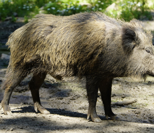 Le anticipazioni della Federcaccia sul calendario venatorio della Toscana Le anticipazioni della Federcaccia sul calendario venatorio della Toscana: cinghiale