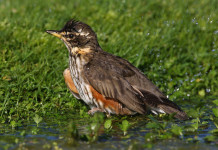 Le richieste delle associazioni venatorie della Lombardia per il 2024/2025 Le richieste delle associazioni venatorie della Lombardia per il 2024 2025: tordo sassello (Turdus iliacus, redwing)