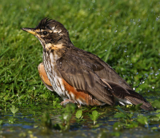Le richieste delle associazioni venatorie della Lombardia per il 2024/2025 Le richieste delle associazioni venatorie della Lombardia per il 2024 2025: tordo sassello (Turdus iliacus, redwing)