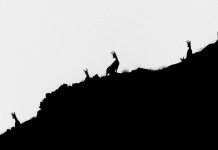 Letteratura venatoria: “Il richiamo dell’alba” Letteratura venatoria Il richiamo dell’alba