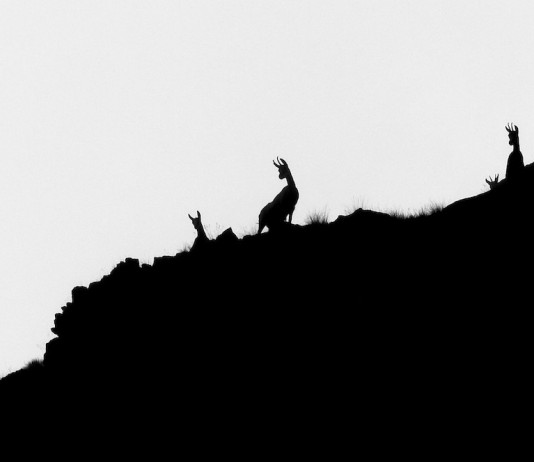 Letteratura venatoria: “Il richiamo dell’alba” Letteratura venatoria Il richiamo dell’alba