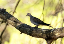 Memoria integrativa della Federcaccia sul calendario venatorio della Toscana Memoria integrativa della Federcaccia sul calendario venatorio della Toscana: tortora (streptopelia turtur) su ramo