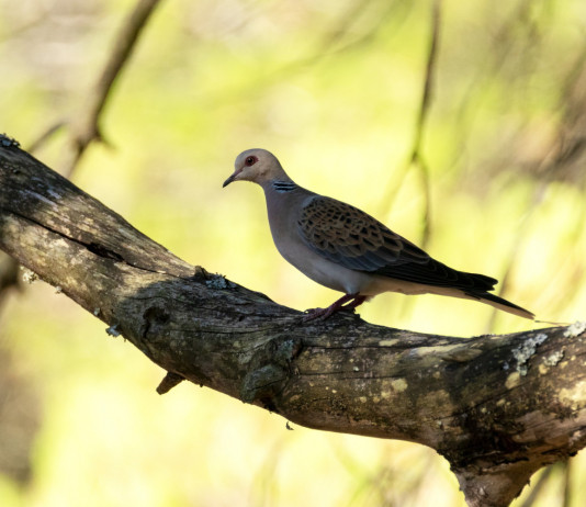 Memoria integrativa della Federcaccia sul calendario venatorio della Toscana Memoria integrativa della Federcaccia sul calendario venatorio della Toscana: tortora (streptopelia turtur) su ramo