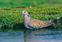 Osservazioni dell’Arcicaccia sul calendario venatorio della Toscana Osservazioni dell’Arcicaccia sul calendario venatorio della Toscana: tortora selvatica su specchio d'acqua