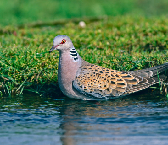 Osservazioni dell’Arcicaccia sul calendario venatorio della Toscana Osservazioni dell’Arcicaccia sul calendario venatorio della Toscana: tortora selvatica su specchio d'acqua
