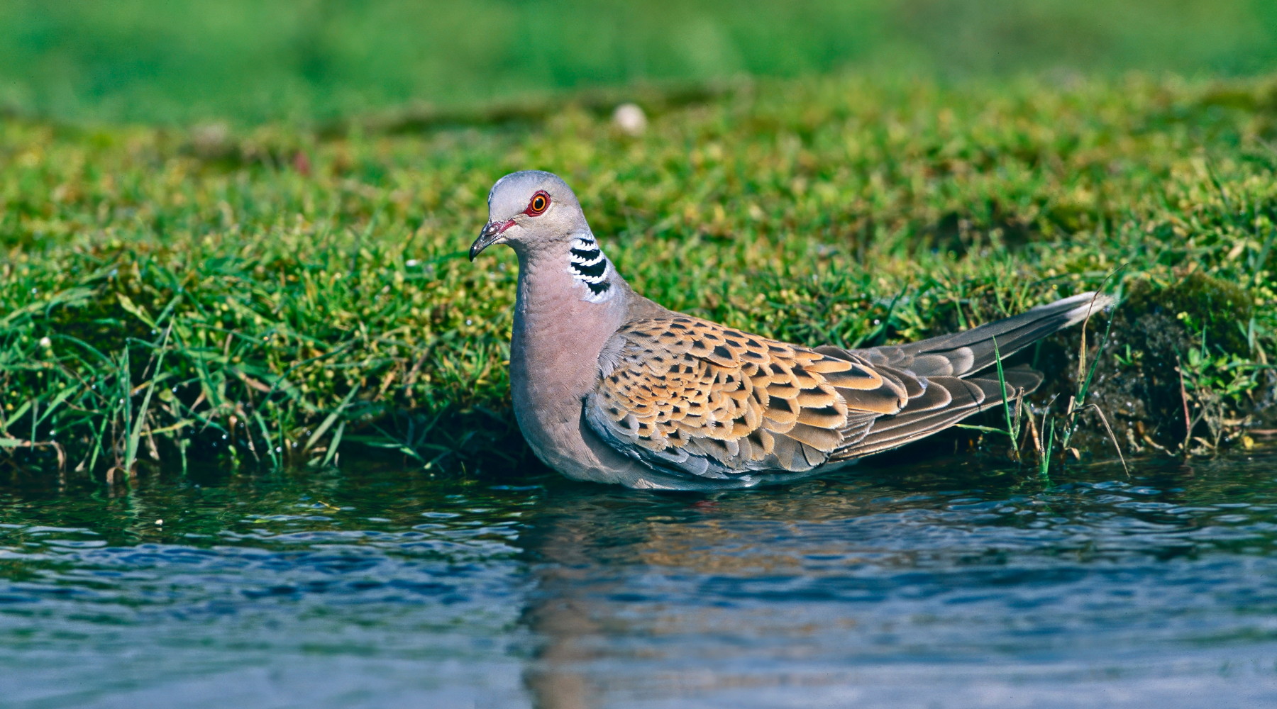 Osservazioni dell’Arcicaccia sul calendario venatorio della Toscana Osservazioni dell’Arcicaccia sul calendario venatorio della Toscana: tortora selvatica su specchio d'acqua