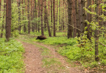 Peste suina africana, ingaggiati operatori esperti in Emilia Romagna Peste suina africana, ingaggiati operatori esperti in Emilia Romagna: cinghiale corre nella foresta