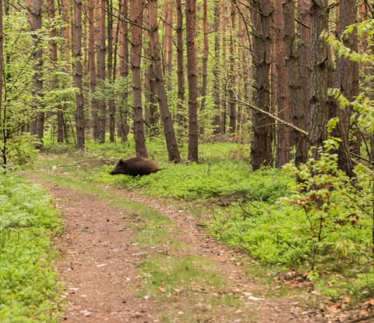 Peste suina africana, ingaggiati operatori esperti in Emilia Romagna Peste suina africana, ingaggiati operatori esperti in Emilia Romagna: cinghiale corre nella foresta