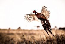 Riforma degli Atc, il documento Arcicaccia Riforma degli Atc, il documento Arcicaccia: fagiano in volo