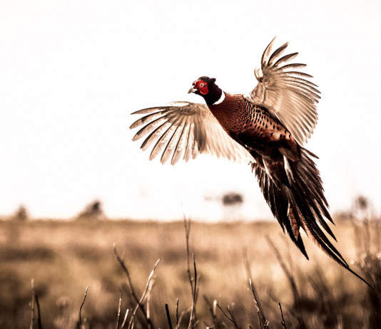 Riforma degli Atc, il documento Arcicaccia Riforma degli Atc, il documento Arcicaccia: fagiano in volo