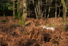 Riforma della legge sulla caccia, Enalcaccia chiede al governo d’intervenire subito Riforma della legge sulla caccia, Enalcaccia chiede al governo d’intervenire subito: pointer a caccia di beccacce