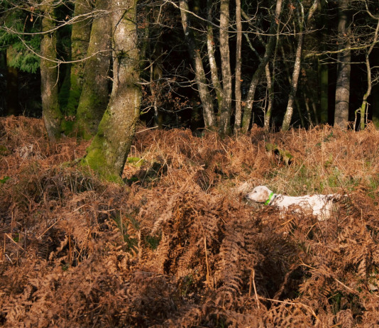 Riforma della legge sulla caccia, Enalcaccia chiede al governo d’intervenire subito Riforma della legge sulla caccia, Enalcaccia chiede al governo d’intervenire subito: pointer a caccia di beccacce