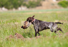 Riforma della legge sulla caccia, la posizione dell’Arcicaccia Riforma della legge sulla caccia, la posizione dell’Arcicaccia: cane da caccia riporta fagiano