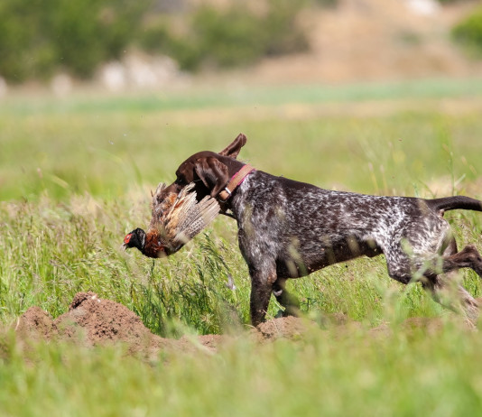 Riforma della legge sulla caccia, la posizione dell’Arcicaccia Riforma della legge sulla caccia, la posizione dell’Arcicaccia: cane da caccia riporta fagiano