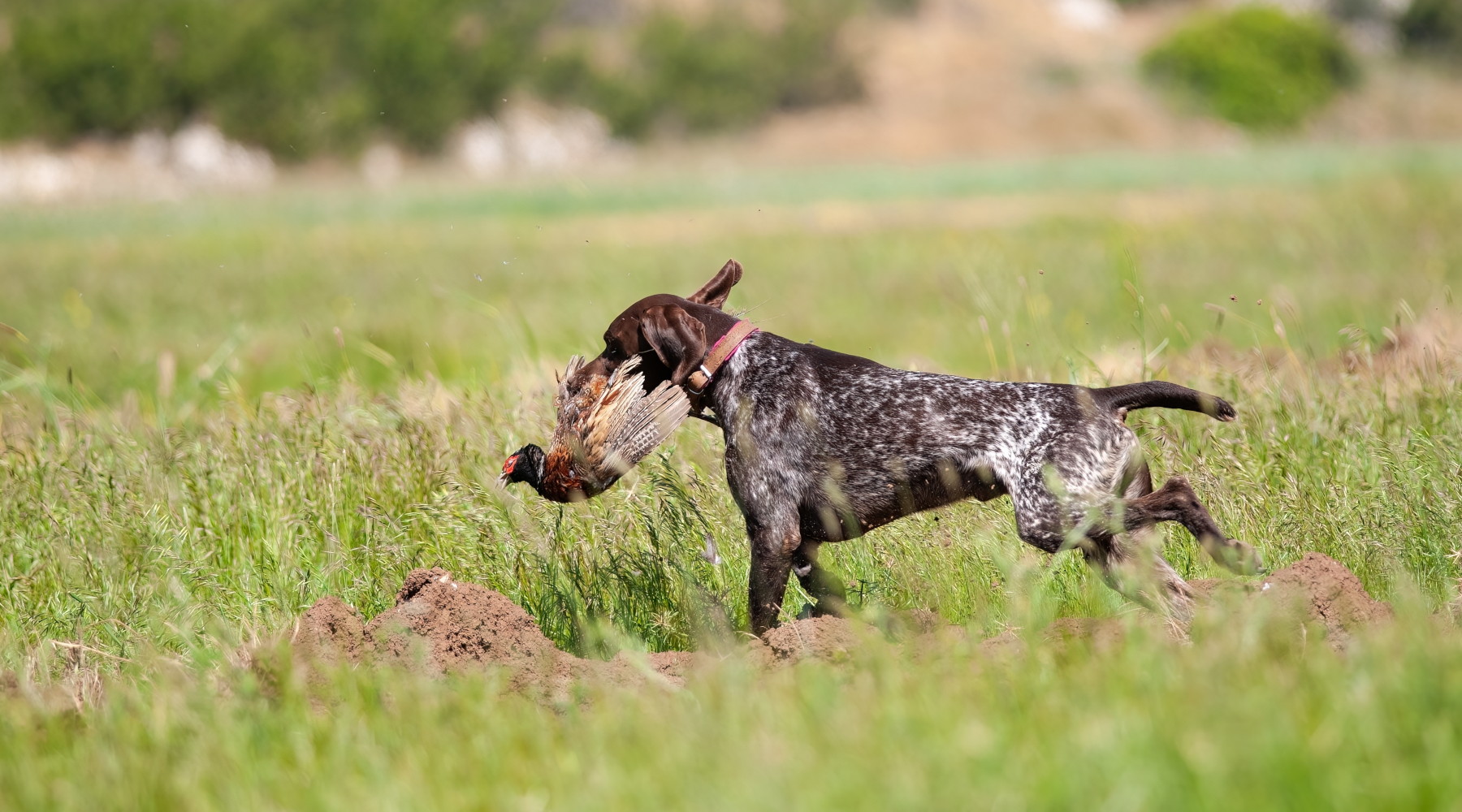 Riforma della legge sulla caccia, la posizione dell’Arcicaccia Riforma della legge sulla caccia, la posizione dell’Arcicaccia: cane da caccia riporta fagiano