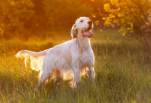 Riforma della legge sulla caccia, riunione al ministero con associazioni venatorie Riforma della legge sulla caccia, riunione al ministero con associazioni venatorie: cane da caccia, setter inglese