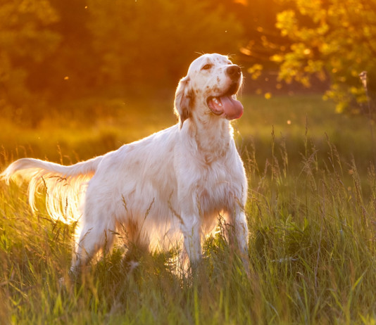 Riforma della legge sulla caccia, riunione al ministero con associazioni venatorie Riforma della legge sulla caccia, riunione al ministero con associazioni venatorie: cane da caccia, setter inglese