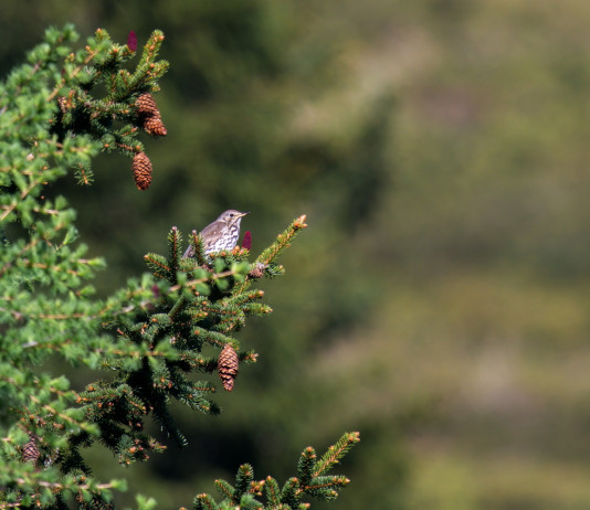 Ritirato emendamento sui valichi montani Ritirato emendamento sui valichi montani: tordo bottaccio su conifera