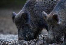 S’è dimesso Vincenzo Caputo, commissario alla peste suina africana S'è dimesso Vincenzo Caputo, commissario alla peste suina africana: due cinghiali