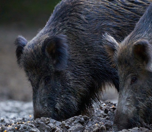 S’è dimesso Vincenzo Caputo, commissario alla peste suina africana S'è dimesso Vincenzo Caputo, commissario alla peste suina africana: due cinghiali