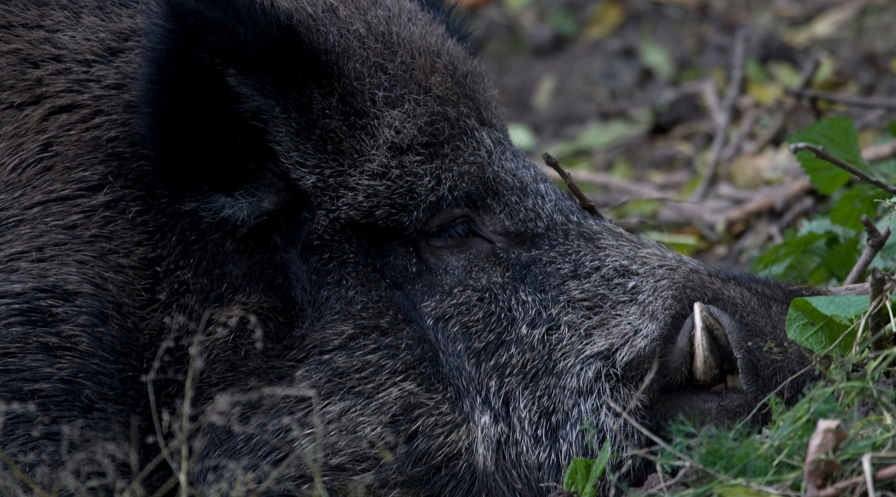 Si allunga la stagione di caccia al cinghiale nelle Marche Si allunga la stagione di caccia al cinghiale nelle Marche: cinghiale