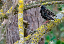 Sollecito sulla caccia in deroga allo storno in Sicilia Sollecito sulla caccia in deroga allo storno in Sicilia