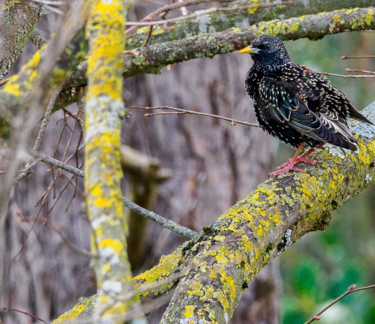 Sollecito sulla caccia in deroga allo storno in Sicilia Sollecito sulla caccia in deroga allo storno in Sicilia