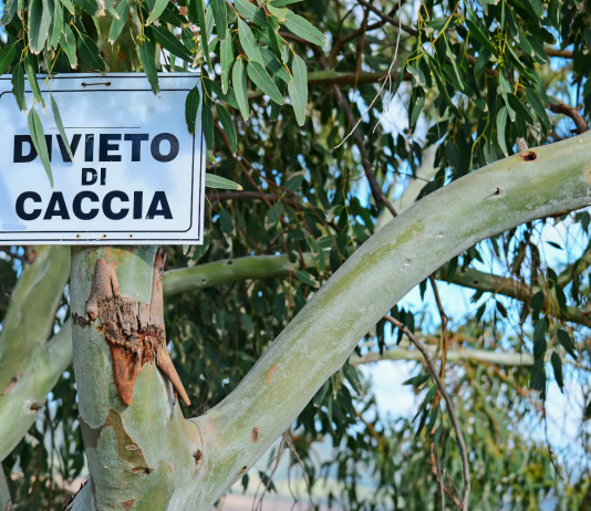 Stop della riforma della caccia, animalisti esultano Stop della riforma della caccia, animalisti esultano: segnale divieto di caccia