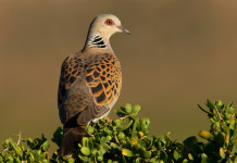 Toscana, cabina di regia venatoria chiede preapertura alla tortora Toscana, cabina di regia venatoria chiede preapertura alla tortora