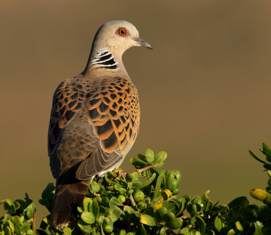 Toscana, cabina di regia venatoria chiede preapertura alla tortora Toscana, cabina di regia venatoria chiede preapertura alla tortora
