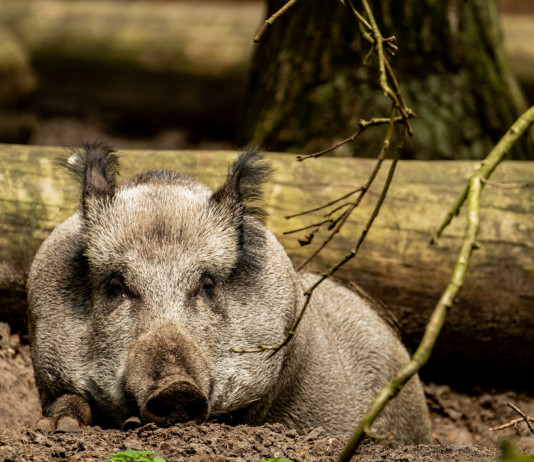 Veneto potenzia misure contro peste suina africana Veneto potenzia misure contro peste suina africana: cinghiale