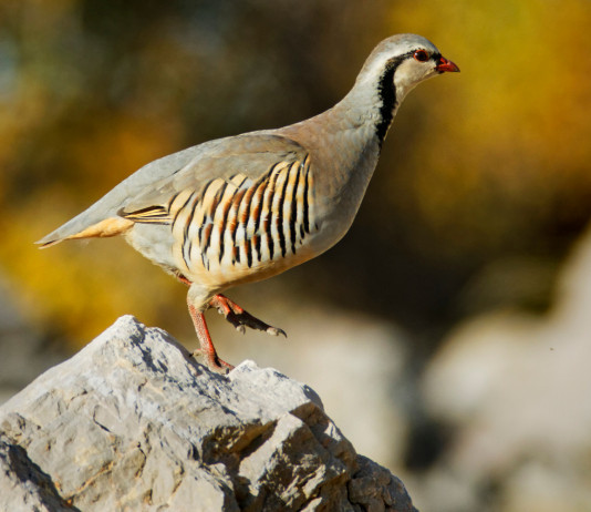 Approvato il calendario venatorio dell’Abruzzo Approvato il calendario venatorio dell’Abruzzo: coturnice (rock partridge)