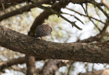 Approvato il calendario venatorio della Basilicata Approvato il calendario venatorio della Basilicata: tortora su un ramo