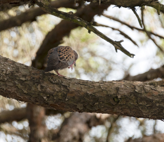 Approvato il calendario venatorio della Basilicata Approvato il calendario venatorio della Basilicata: tortora su un ramo
