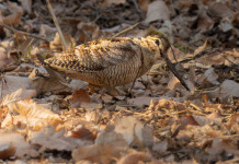 Approvato il calendario venatorio della Calabria Approvato il calendario venatorio della Calabria: beccaccia