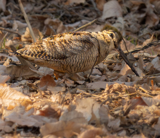 Approvato il calendario venatorio della Calabria Approvato il calendario venatorio della Calabria: beccaccia