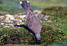 Approvato il calendario venatorio della Campania 2024/2025 Approvato il calendario venatorio della Campania 2024/2025: tortora