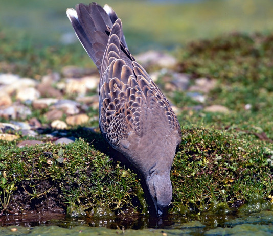 Approvato il calendario venatorio della Campania 2024/2025 Approvato il calendario venatorio della Campania 2024/2025: tortora