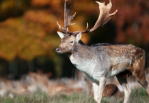Approvato il piano di prelievo per la caccia di selezione al daino in Toscana Approvato il piano di prelievo per la caccia di selezione al daino in Toscana