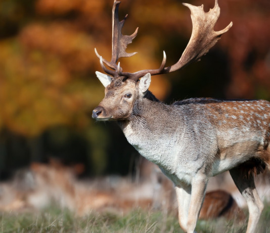 Approvato il piano di prelievo per la caccia di selezione al daino in Toscana Approvato il piano di prelievo per la caccia di selezione al daino in Toscana