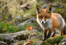 Approvato piano straordinario per la gestione e il contenimento della fauna in Toscana Approvato piano straordinario per la gestione e il contenimento della fauna in Toscana: volpe