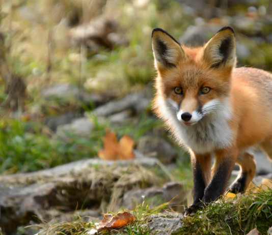 Approvato piano straordinario per la gestione e il contenimento della fauna in Toscana Approvato piano straordinario per la gestione e il contenimento della fauna in Toscana: volpe