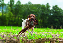 Caccia Magazine settembre 2024 in edicola Caccia Magazine settembre 2024 in edicola: bracco francese a caccia