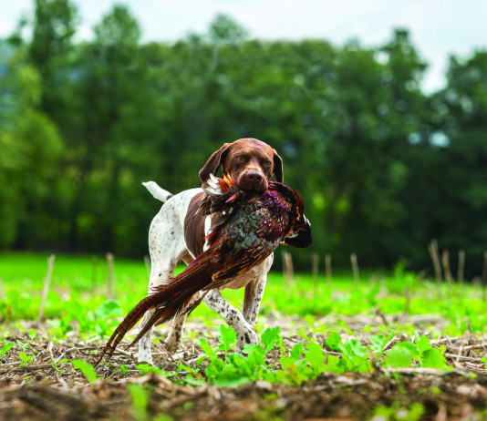 Caccia Magazine settembre 2024 in edicola Caccia Magazine settembre 2024 in edicola: bracco francese a caccia